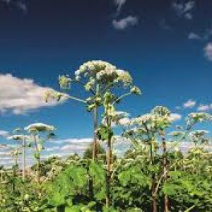 Heracleum